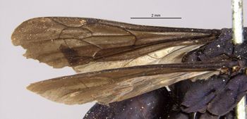 Media type: image;   Entomology 10010 Aspect: Wing front
